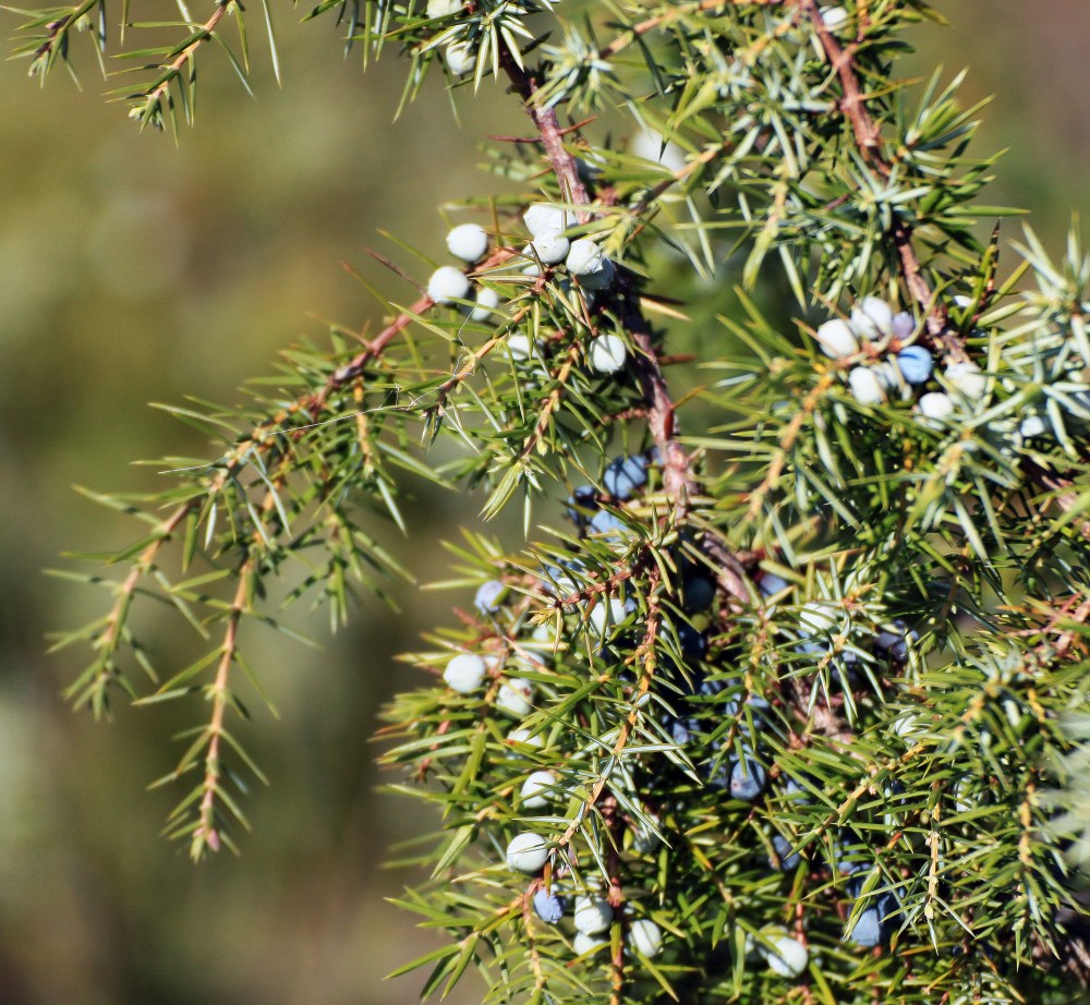 Juniperus 10.14 Grabina.JPG