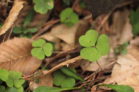 12936570_576350802523540_5450511913556714688_n