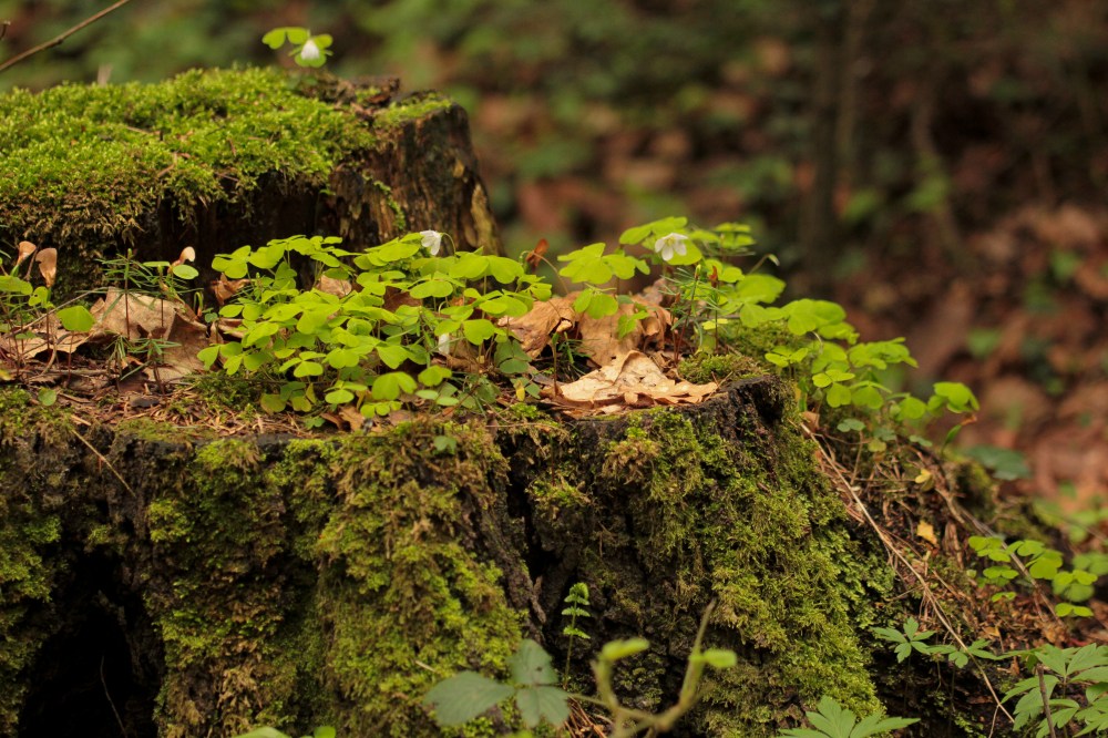 Oxalis acetosella 04.16 Las miejski_.jpg