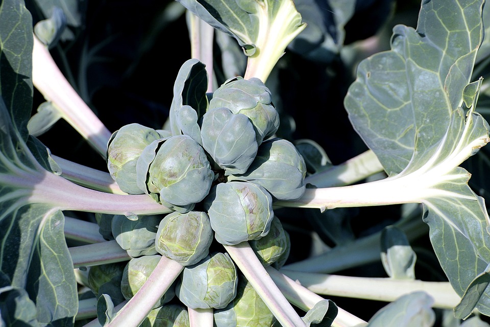 brussels-sprouts-455967_960_720.jpg