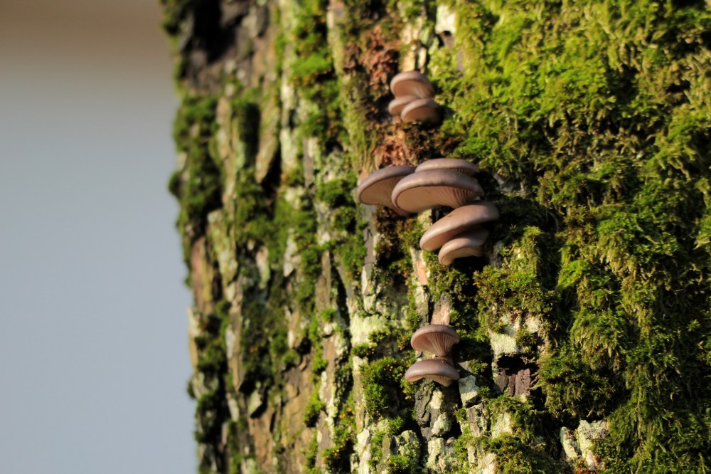 pleurotus-11-15-karczowka