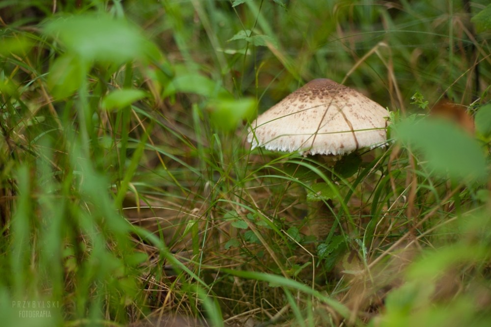 This image has an empty alt attribute; its file name is mg_4871.jpg