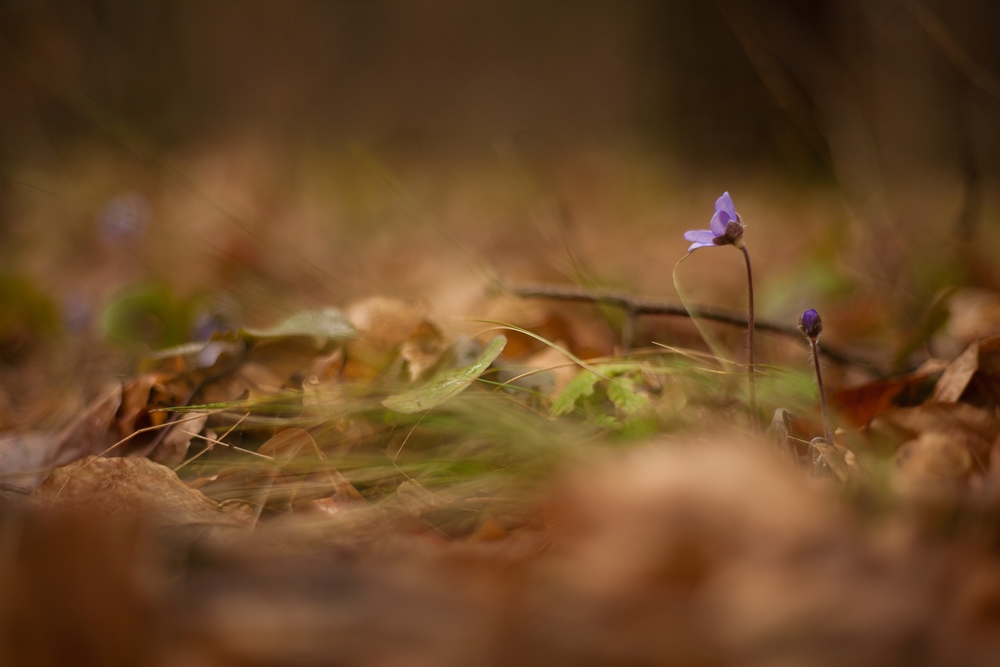 Hepatica nobilis Mill 03.17 Las miejski