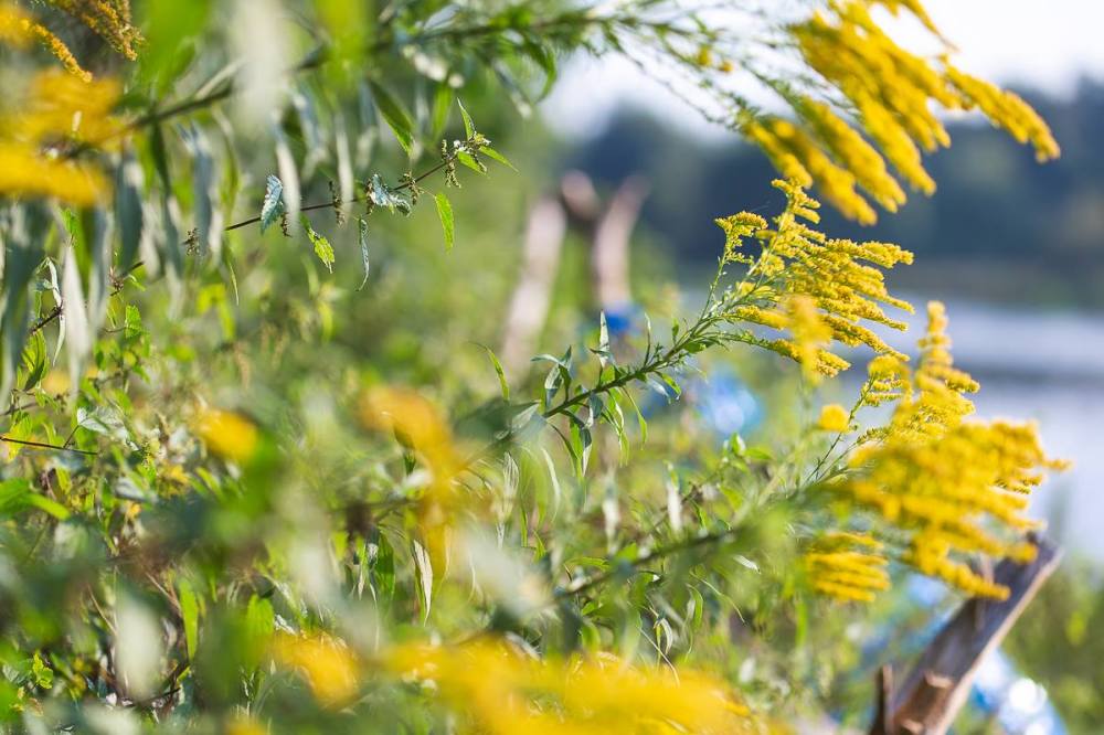 40685630_2065128306865098_7742459844245848064_o