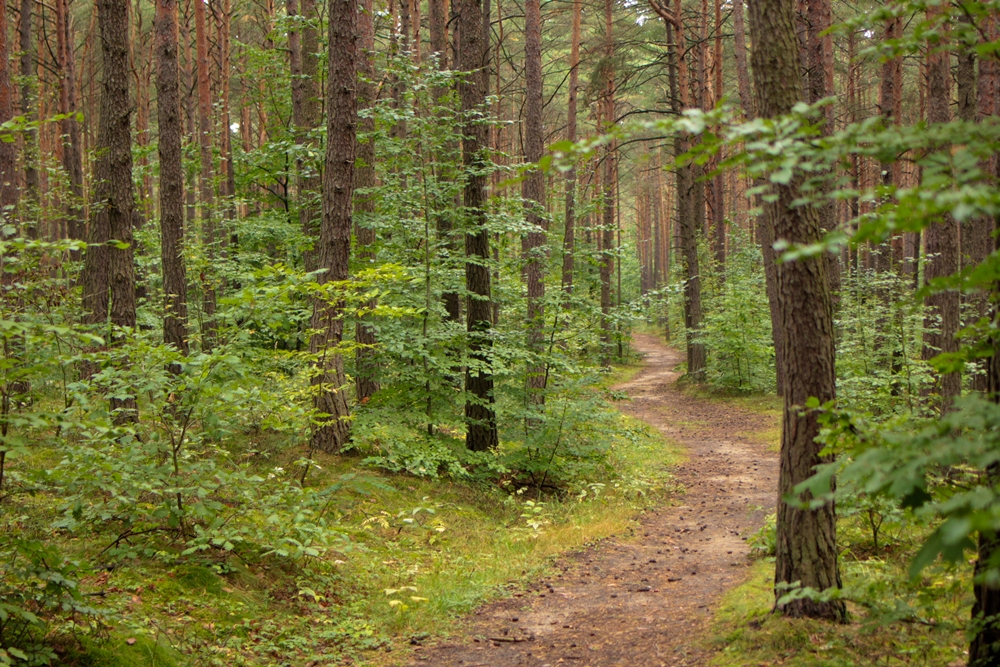 Las miejski 09.16 (15).jpg