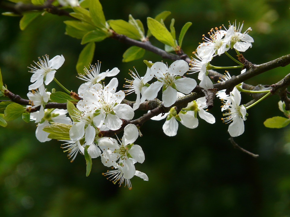 plum-blossom-6855_960_720