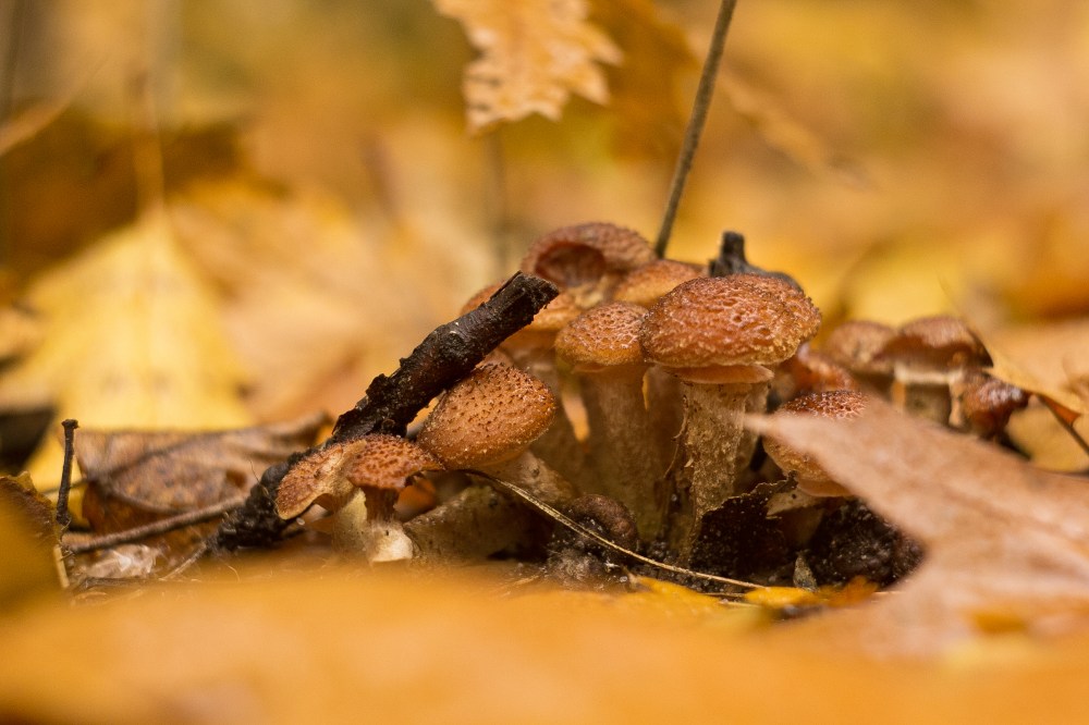 This image has an empty alt attribute; its file name is 20161103-img_1875.jpg